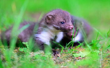 Viel Arbeit bei der Wildtierhilfe Lüneburger Heide