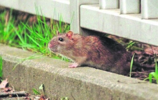 eine ratte beim bahnhof waiblingen   foto habermann - 1 - 1