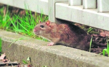 eine ratte beim bahnhof waiblingen   foto habermann - 1 - 1