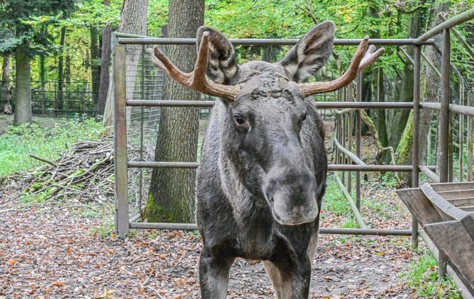 Schwarzwald-Elch Erwin eingefangen