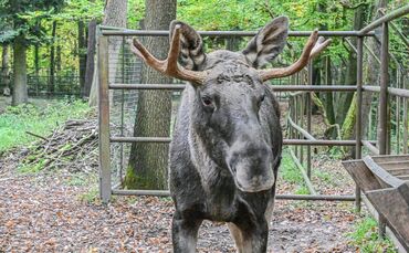 Schwarzwald-Elch Erwin eingefangen