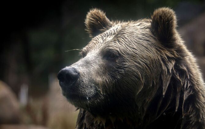 Grizzlybär-Bestände in den Rocky Mountains erholen sich