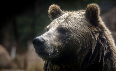 Grizzlybär-Bestände in den Rocky Mountains erholen sich
