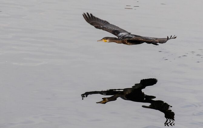 Kormorane am Bodensee