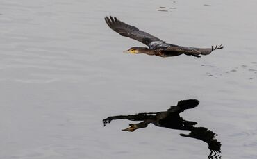 Kormorane am Bodensee