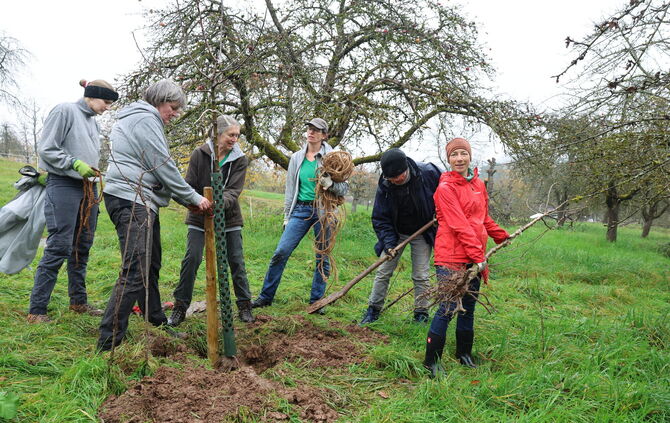Streuobst Schafwanderweg