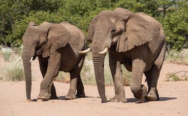 Elefanten in Namibia