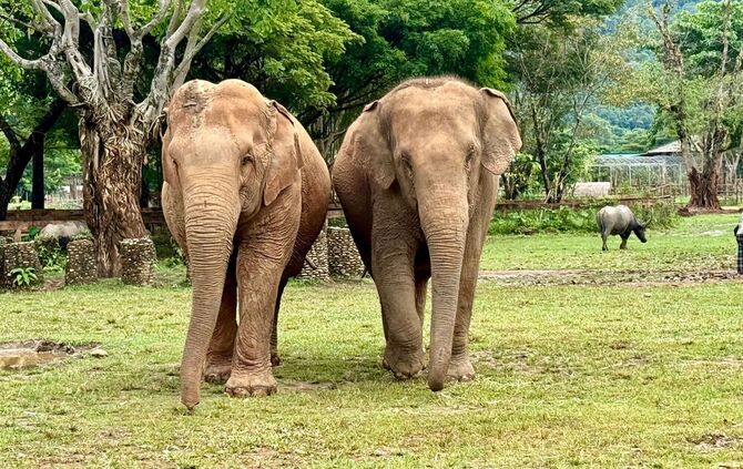 Elefanten im Elephant Nature Park