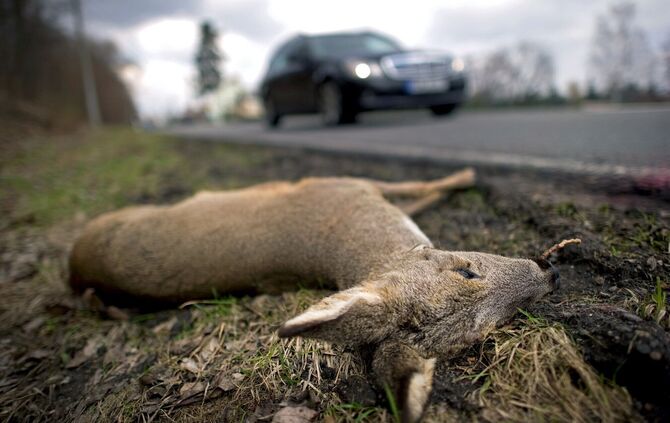 Schwere Wildunfällen