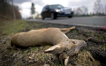 Schwere Wildunfällen