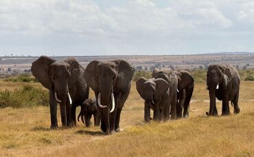 Elefanten im Amboseli-Nationalpark