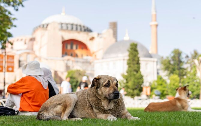 Streunende Hunde in der Türkei
