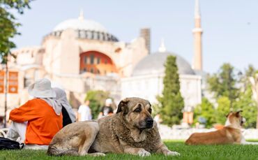Streunende Hunde in der Türkei
