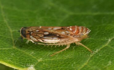 Rebkrankheit - Amerikanische Rebzikade