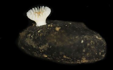 Neue Tiefseekoralle lebt nur auf Manganknollen