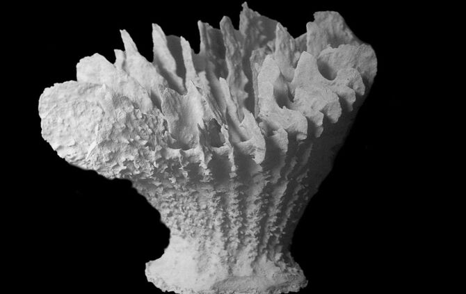 Neue Tiefseekoralle lebt nur auf Manganknollen
