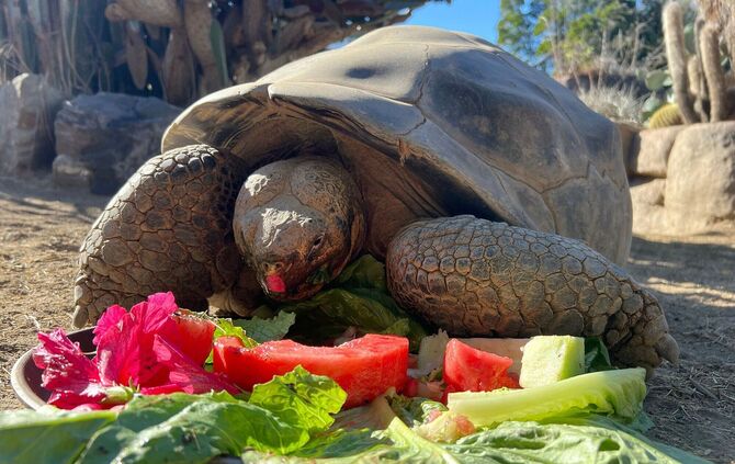 Galapagos-Schildkröte im Zoo von San Diego