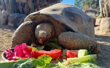 Galapagos-Schildkröte im Zoo von San Diego