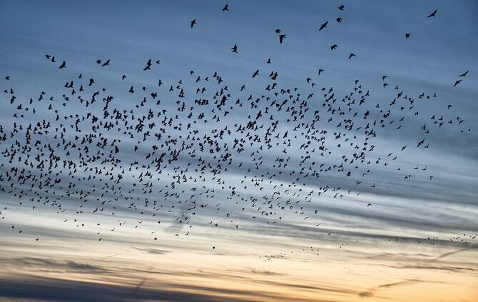 Bei einem verendeten Wildvogel in Waiblingen wurde ein Subtyp des Virus achgewiesen (Symbolfoto).