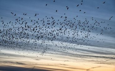 Bei einem verendeten Wildvogel in Waiblingen wurde ein Subtyp des Virus achgewiesen (Symbolfoto).