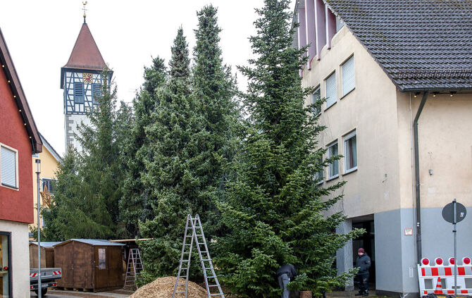 Adventswald Rudersberg Alle Jahre wieder wächst in Rudersberg der Adventswald: Was ist geboten ...