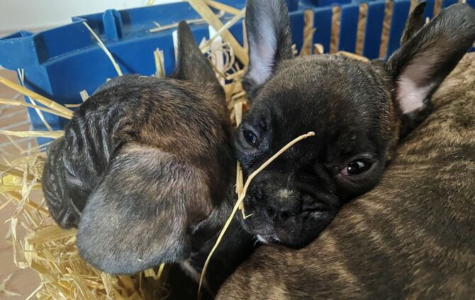 Illegaler Welpenhandel