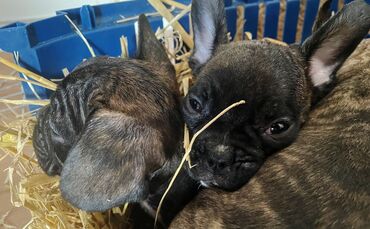 Illegaler Welpenhandel