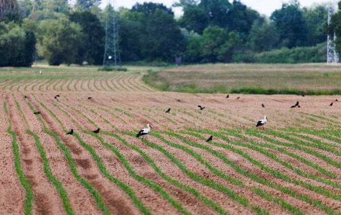 Saatkrähen schädigen Landwirte