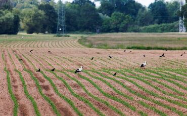 Saatkrähen schädigen Landwirte