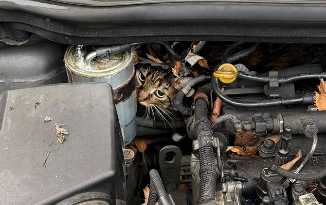 Katze aus Motorraum befreit