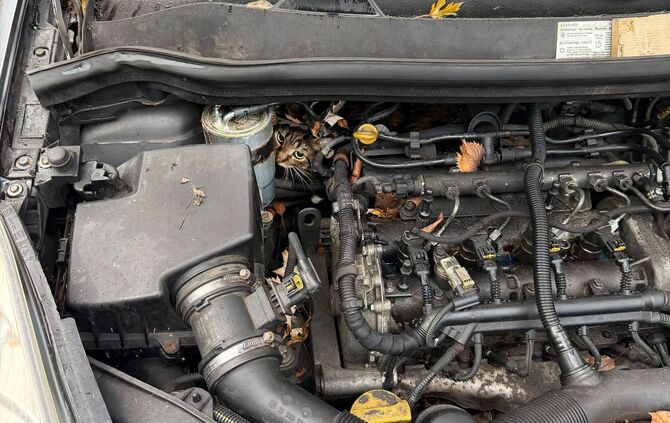 Katze aus Motorraum befreit