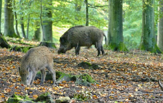 Wildschwein
