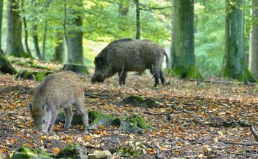 Wildschwein