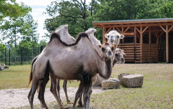 Wilhelma Eröffnung der Asiatischen Huftieranlage