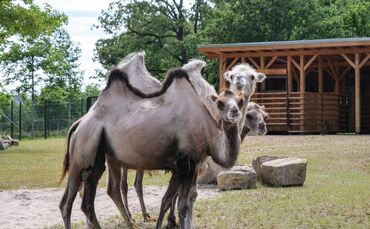 Wilhelma Eröffnung der Asiatischen Huftieranlage