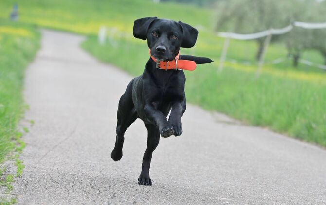 Hund freude springt Gassi symbol symbolbild symbolfoto