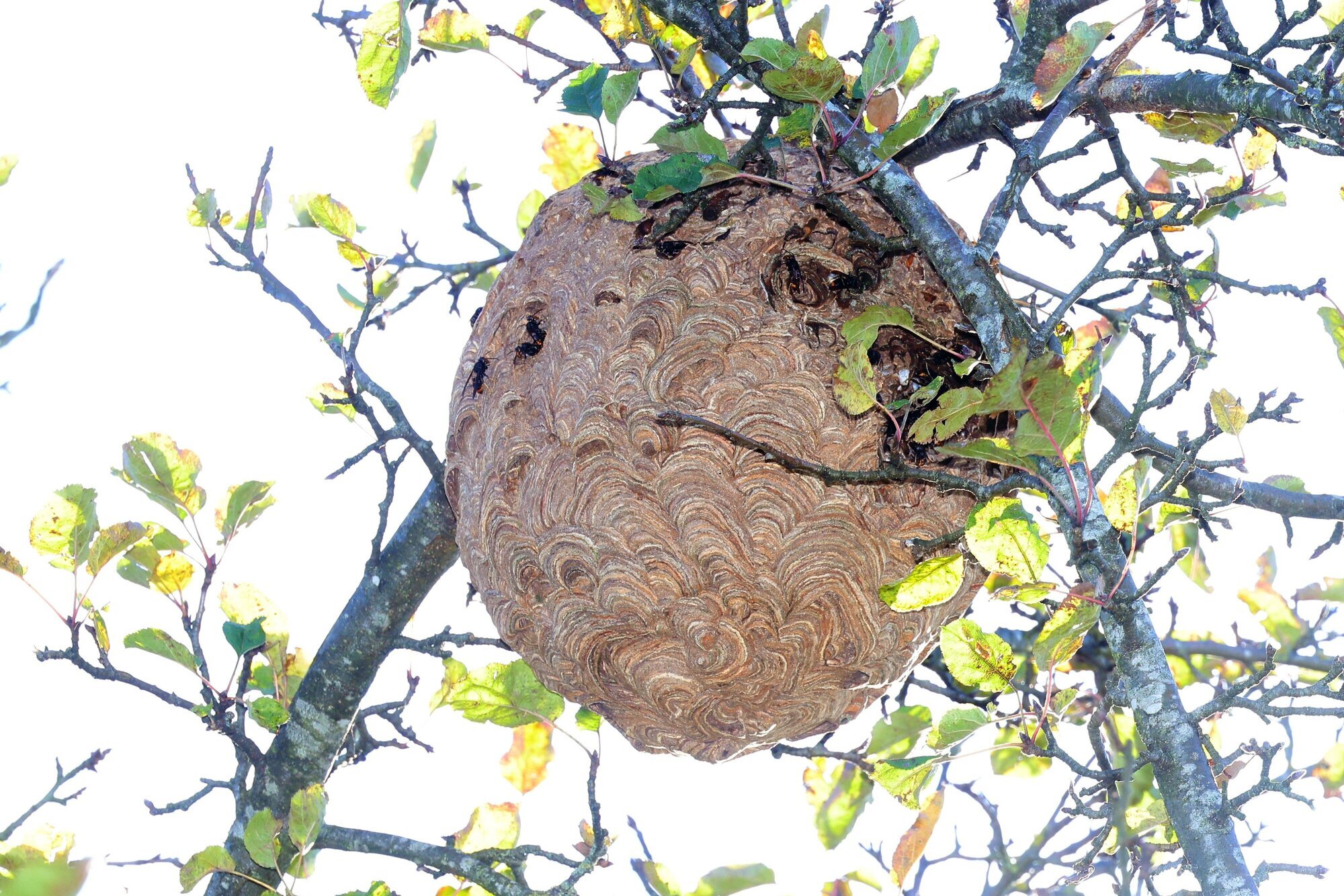 Hardly any equipment for the fight against the Asian hornet: All lost?