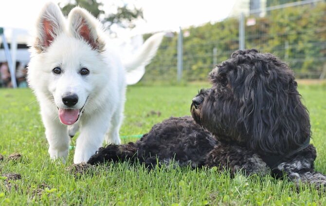 Kinder Hunde Freunde