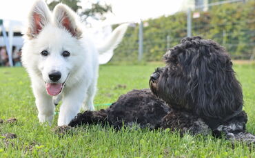 Kinder Hunde Freunde