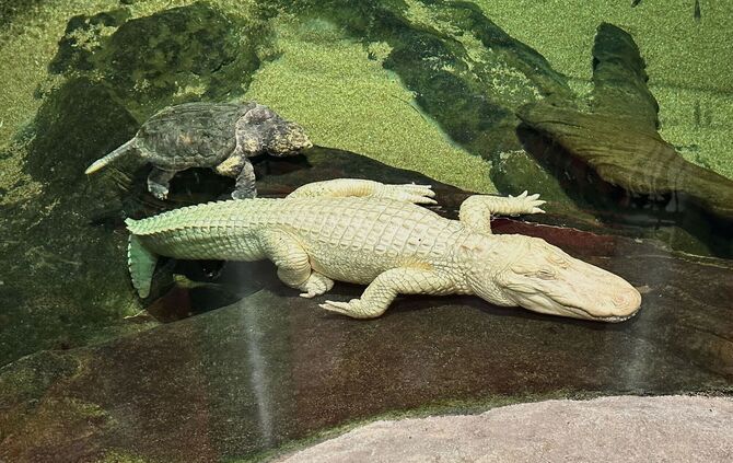 Albino-Alligator Claude gestorben