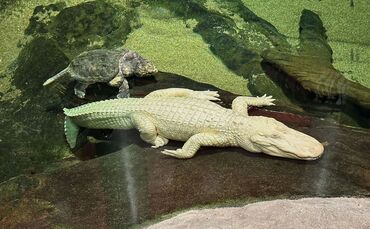 Albino-Alligator Claude gestorben