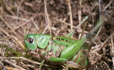 DasInsekt des Jahrs 2026: Der Warzenbeißer