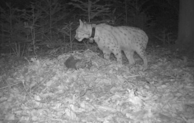 Luchs Portus im Nordschwarzwald
