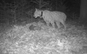 Luchs Portus im Nordschwarzwald