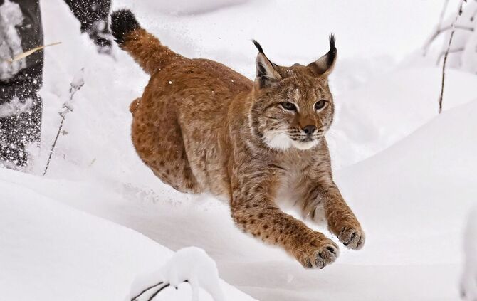 Luchs im Schwarzwald ausgewildert