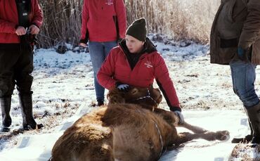 Flüchtige Kuh Arielle eingefangen