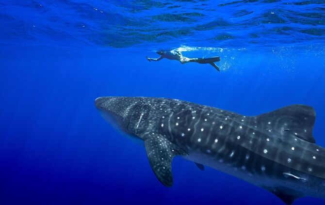 Walhaie vor St. Helena