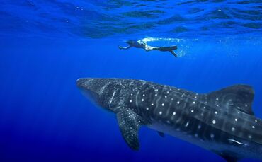 Walhaie vor St. Helena