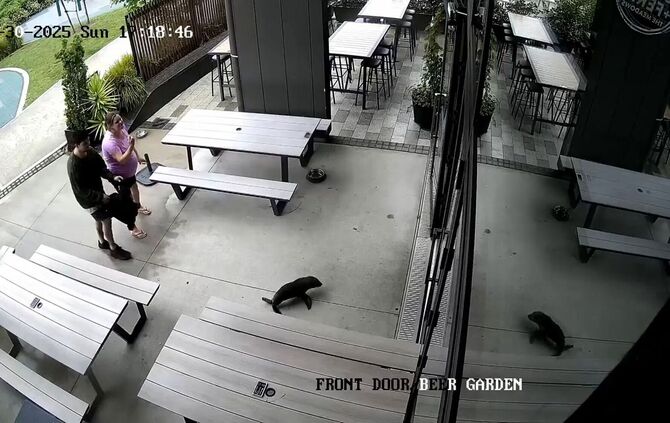 Robbenbaby in einer Bar in Neuseeland