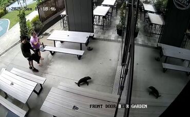 Robbenbaby in einer Bar in Neuseeland